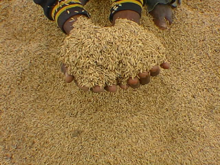 La chaîne de valeur : Options stratégiques pour la relance de la filière semencière au Sénégal La chaîne de valeur : Options stratégiques pour la relance de la filière semencière au Sénégal