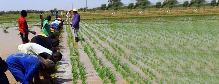 Development of an Integrated Rice Seed Sector in Sub-Saharan Africa: Meeting the Needs of Farmers Development of an Integrated Rice Seed Sector in Sub-Saharan Africa: Meeting the Needs of Farmers