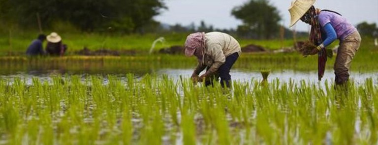 Identification of the best management options for the rice quality processing centers: Case of Cameroon Identification of the best management options for the rice quality processing centers: Case of Cameroon